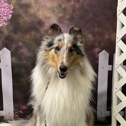 Gia - Collie