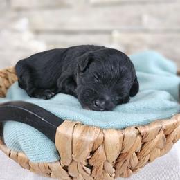 Yukon - Phantom male Bernedoodle puppy in Marshall, Michigan from Whispering Aspen Homestead