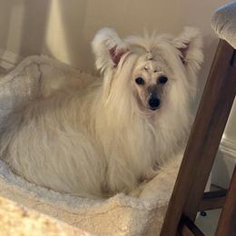 Chinese Crested puppies from Aero Chinese Cresteds