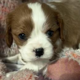 Ginger - AKC - Blenheim female Cavalier King Charles Spaniel puppy in Mc Louth, Kansas from Harmony Valley Cavaliers & Havanese