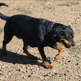 Artemis - Rottweiler