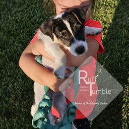 Toad - Boy 1 - Tri-color male Russell Terrier puppy in Harvel, Illinois from Ruff and Tumble Russell Terriers