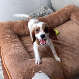 Lollipop - Blenheim female Cavapoo puppy in Sugarcreek, Ohio from True Hearted Doodles