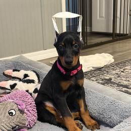 Pink Collar - Black and rust female Doberman Pinscher puppy in Lake City, Florida from Paintedcrazy Doberman Pinchers