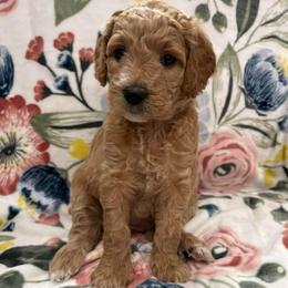 Lottie - Apricot female Goldendoodle puppy in Annville, Pennsylvania from Bellegrove Goldendoodles