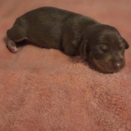 Coco - Chocolate and tan female Dachshund puppy in Springtown, Texas from Chelsie's Dachshunds