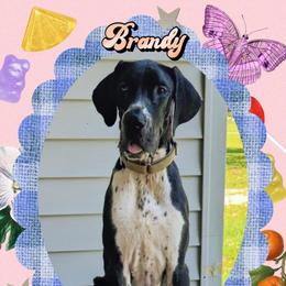 Brandy - Black female Great Dane puppy in Gonzales, Louisiana from Anstatt House Of Danes