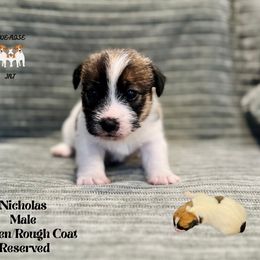 Nicholas - White and tan male Russell Terrier puppy in Lufkin, Texas from Dixie-Rose JRT
