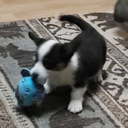 Bowzer - Black and white male Cardigan Welsh Corgi puppy in Myton, Utah from Cardigan Corgi Cuties 💓