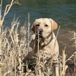 Brutus - Labrador Retriever