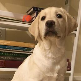 Labradoodles and Labrador Retrievers from Carroll Puppies