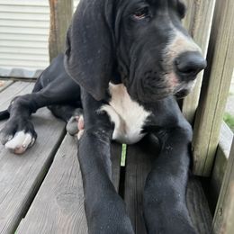 Boy 1 - Mantle Great Dane puppy in Argenta, Illinois from T3 Enchanted Forrest Danes