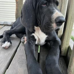 Boy 1 - Mantle Great Dane puppy in Argenta, Illinois from T3 Enchanted Forrest Danes