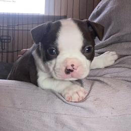 Raleigh - Black and white female Boston Terrier puppy in Murrells Inlet, South Carolina from Inlet Boston Terriers