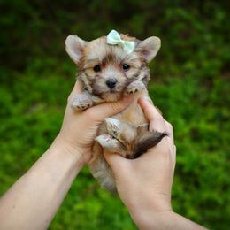 Companion Cross, Havanese, Mal-Shi, Maltese, Maltipoo, Morkie, and Shih Tzu Puppies from Seeking Shalom Acres Maltese, Maltipoos & Havamalts