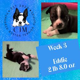 Eddie - Black and white male Boston Terrier puppy in Jupiter, Florida from CJM Boston and Boxer Puppies