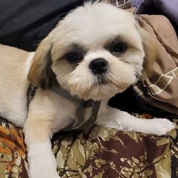 Malakai - Shih Tzu