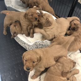 Golden Retriever Puppies from Oak Bluff Golden Retrievers