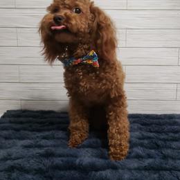 Poodle All Grown Up from M & M Poodles