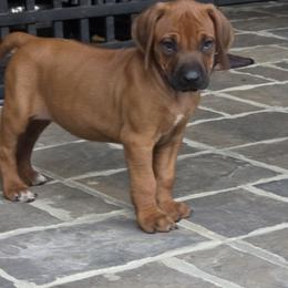 Dolly - Rd whtn blk nose female Rhodesian Ridgeback puppy in Gaffney, South Carolina from Circle D Farms