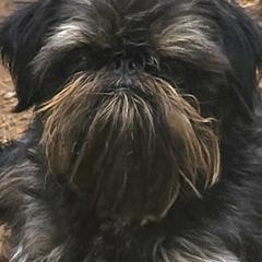 Griff - Brussels Griffon