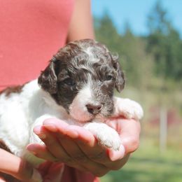 Poodle Puppies from Mount Zion Kennels