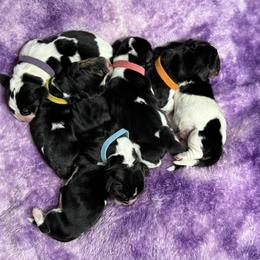 Basset Hound puppies from Walters Hollow Hounds