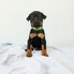 Doberman Pinscher and Miniature Pinscher Puppies from 305dobiez