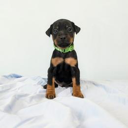 Doberman Pinscher and Miniature Pinscher Puppies from 305dobiez