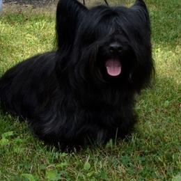Skye Terrier All Grown Up from Skye Terriers ‘Of Wallace’s Coven’
