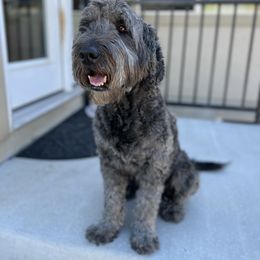 Sweetie - Goldendoodle