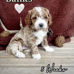 Banks - Red  male Goldendoodle puppy in Runaway Bay, Texas from Green Ranch Doodles