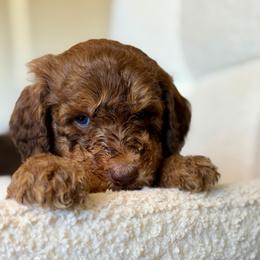 Fred - Phantom male Goldendoodle puppy in Twin Falls, Idaho from Burrow & Bone