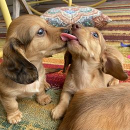 Dachshund Puppies from ATR Dachshunds