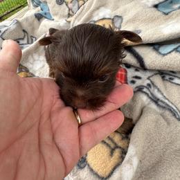 Ace - Chocolate, tan and white male Yorkshire Terrier puppy in Tulsa, Oklahoma from Yorker Puppy Palace