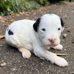 Donner - Black and white male Bernedoodle puppy in Williamston, South Carolina from Sassy Bob’s Dogs