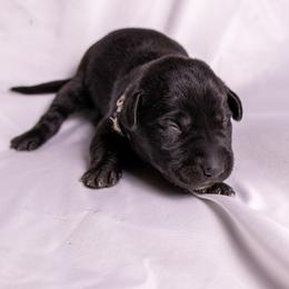 Grey Collar - Black male Labrador Retriever puppy in Lebanon, Oregon from Table Rock Retrievers