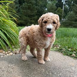 Light Pink - Girl (Guardian Home Opportunity) - Cream female Goldendoodle puppy in Kent City, Michigan from Hannah Mae Doodles