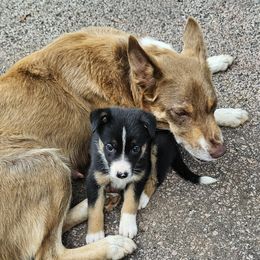 Lucy - Border Collie