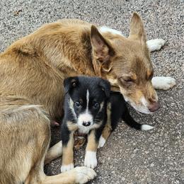 Lucy - Border Collie