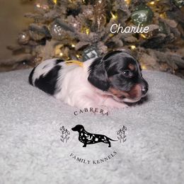 Charlie - Piebald male Dachshund puppy in Modesto, California from Cabrera Family Kennels