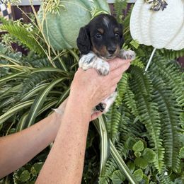 Boy 3 - Piebald male Dachshund puppy in Aurora, Missouri from Baker Farms