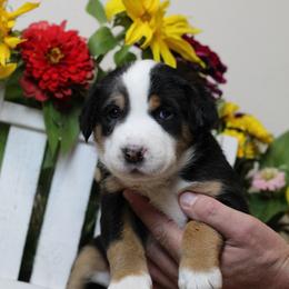 Elsa: Pink Girl - Black, white and red female Greater Swiss Mountain Dog puppy in Rexburg, Idaho from Silver String Swissies
