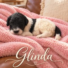 Glinda - Parti female Poodle puppy in Washington, Pennsylvania from Patriotic Poodles
