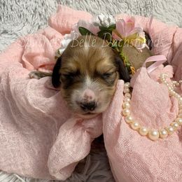 Wisp - Cream female Dachshund puppy in Colbert, Georgia from Southern Belle Dachshunds