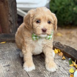 Millie - Caramel female Australian Labradoodle puppy in Anderson, California from Shaggy Doodles