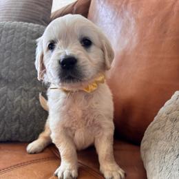 Yellow boy - Light golden male Golden Retriever puppy in Pahrump, Nevada from Southern Nevada Goldens