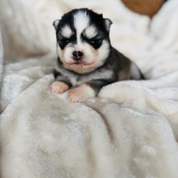 Girl 1 - Black and white female Pomsky puppy in Yavapai County, Arizona from Pawsh Pomskies