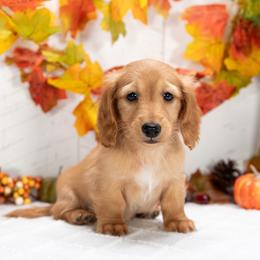 Duke - Red male Dachshund puppy in Lagrange, Indiana from Royal Paws