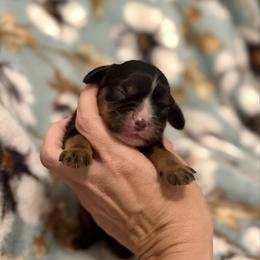 Caspian - Black and tan male Cavalier King Charles Spaniel puppy in Mount Dora, Fl, Florida from Breezy Palms Cavaliers